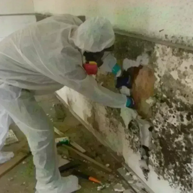 Mold Remediation and Removal in Newark, CA